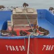 Tournepierres à collier en dortoir sur une barque