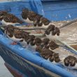 Tournepierres à collier en dortoir sur une barque