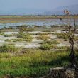 Observer les oiseaux dans le nord-ouest de la Grèce : Corfou et le delta du Kalamas