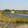 Observer les oiseaux dans la réserve naturelle du marais d’Yves (Charente-Maritime)