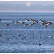 Bernaches cravants dans le bassin d’Arcachon