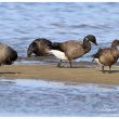 Bernaches cravants dans le bassin d’Arcachon