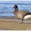 Bernaches cravants dans le bassin d’Arcachon