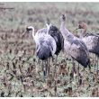 Famille de Grues cendrées