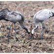 Grues cendrées  juvénile et adulte