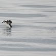 Pingouin torda essayant de s’envoler