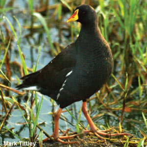 Proposition de création d’un nouveau genre d’oiseaux, Paragallinula