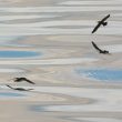 Puffins yelkouans et reflets