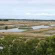 Où observer les oiseaux sur l’île d’Oléron (Charente-Maritime) ?