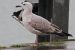 Goéland pontique | Larus cachinnans | Caspian Gull