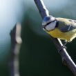 Mésange bleue