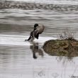 Canard colvert