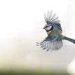 Mésange bleue en vol