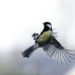 Mésange charbonnière en vol