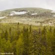 Les monts Oural (Russie), une destination ornithologique prometteuse