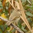 Pouillot véloce « de  type » tristis