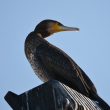 Un cormoran prend la pose