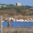 Les oiseaux des salins de Lapalme (Aude)