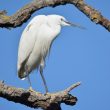 Aigrette garzette stoïque