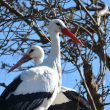 Deux Cigognes blanches