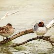 Couple de Sarcelles d’hiver