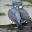 Pigeons ramiers amoureux