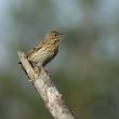 Pipit chanteur