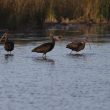 Ibis falcinelles