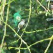 Une quatrième espèce de mésange dans mon jardin