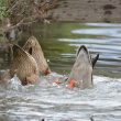 Ablutions de canards