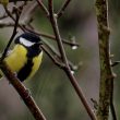 Mésange charbonnière sous la pluie