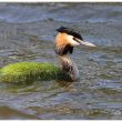 Offrande d’herbes aquatiques