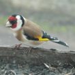 Un chardonneret sur le bord de la mangeoire