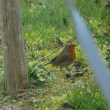 Rougegorge dans le jardin