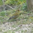 Verdier dans le jardin