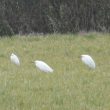 Aigrettes garzettes au fond d’un pré