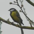 Mésange charbonnière sur une branche