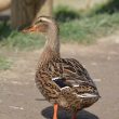 Madame colvert en balade