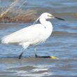 Aigrette garzette en train de chercher pitance