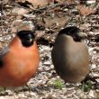 Un couple de bouvreuils