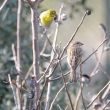 Couple de Serins cinis