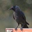 Choucas des tours sur un panneau de la LPO