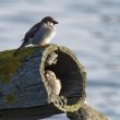 Un nid douillet au dessus de l’eau en préparation