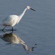 Aigrette garzette