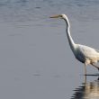 Grande Aigrette