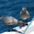 Aux Galápagos, les Mouettes obscures volent les frégates voleuses