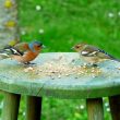 Couple de Pinsons des arbres