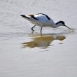 Avocette élégante