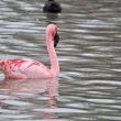 Flamant nain en Camargue