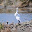 Aigrette garzette